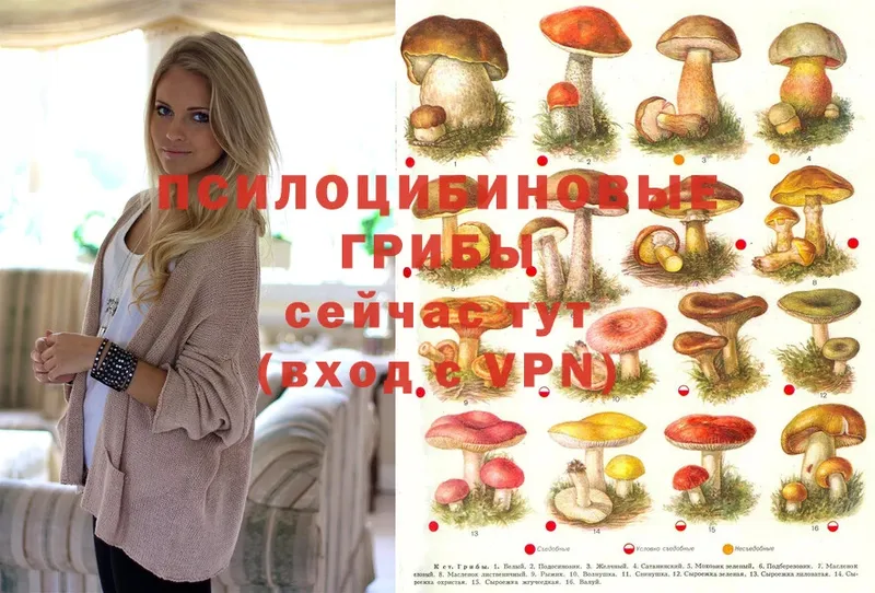 Псилоцибиновые грибы Psilocybine cubensis  наркошоп  Вельск 